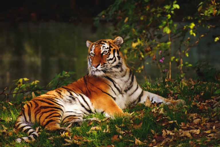 Von Nagpur aus: Pench Wildlife Private Tour mit Unterkunft