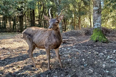 Cagliari: escursione sul sentiero dei cervi nel Parco dei Sette Fratelli