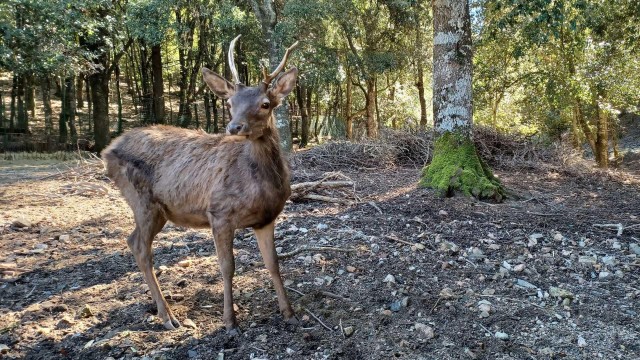 Visit Sinnai hiking on the deers' trail in Sette Fratelli Park in Cagliari