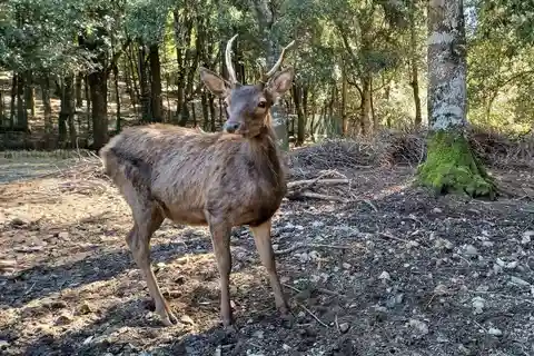 Cagliari: hiking on the deers' trail in Sette Fratelli Park