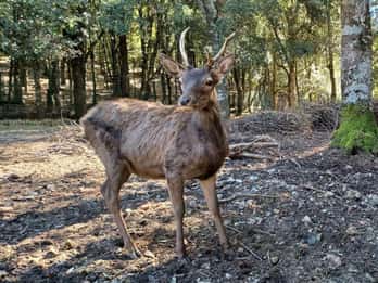 Cagliari: escursione sul sentiero dei cervi nel Parco dei Sette Fratelli
