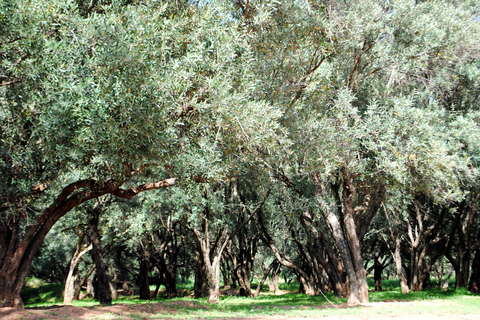 Agadir of Taghazout: rondleiding Ouzoud-watervallen en boottocht