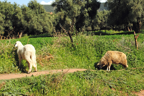 Agadir of Taghazout: rondleiding Ouzoud-watervallen en boottocht