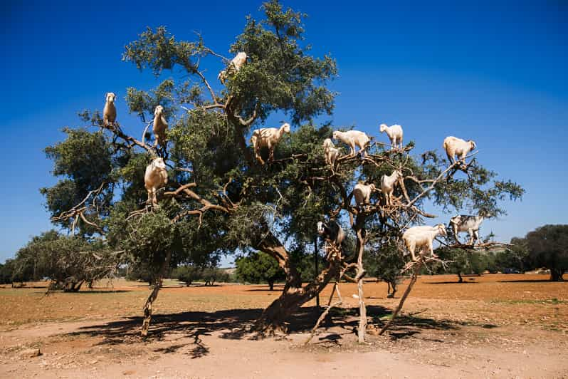 Tree-Climbing Goats Sightseeing Tour | GetYourGuide