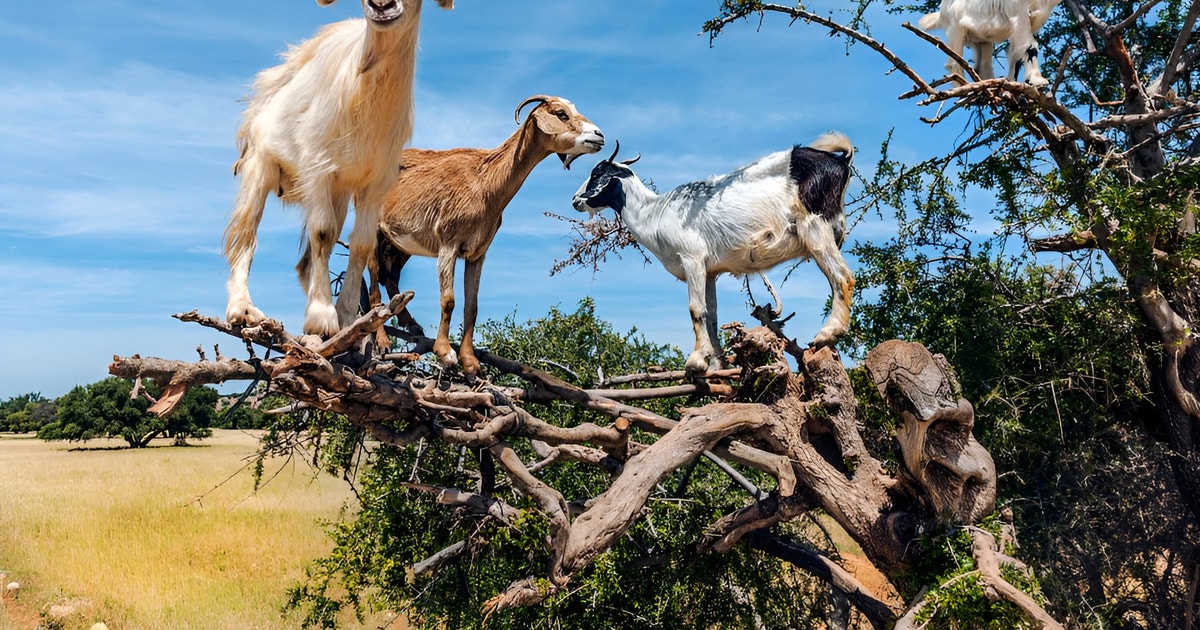 Excursão turística de cabras para escalar árvores GetYourGuide