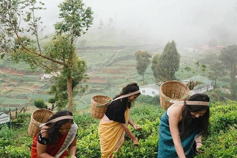 Excursão de um dia a Nuwara Eliya saindo de Kandy (tour particular)