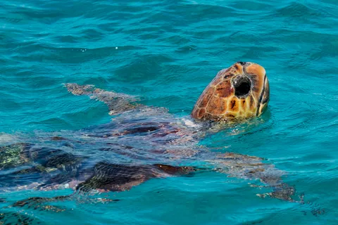 Zakynthos: Turtle Island, Cameo and Keri Caves + Transport