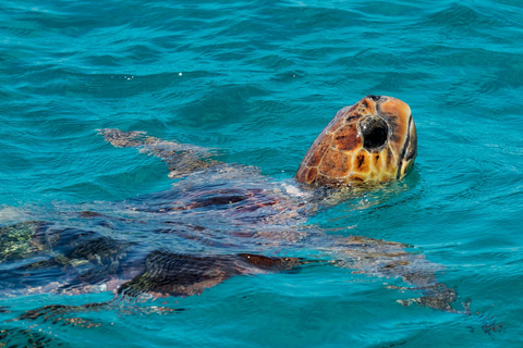 Zakynthos: Turtle Island, Cameo and Keri Caves + Transport Turtle power *more pick up locations*