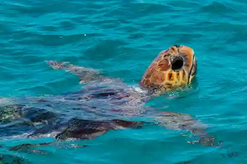 Zakynthos: Turtle Island, Cameo and Keri Caves + Transport