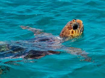 Zakynthos: Turtle Island, Cameo and Keri Caves + Transport