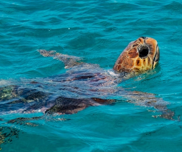 Zakynthos: Turtle Island, Cameo and Keri Caves + Transport