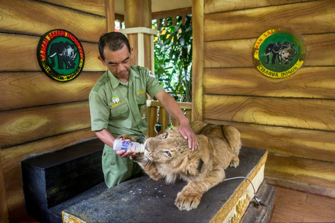 Da Giakarta: Safari Park, piantagione di tè e cascata Jaksa