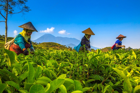 From Jakarta: Safari Park, Tea Plantation &amp; Jaksa Waterfall