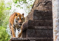 De Jakarta, Safari Park, plantation de thé et chute d'eau de Jaksa - Hizvo