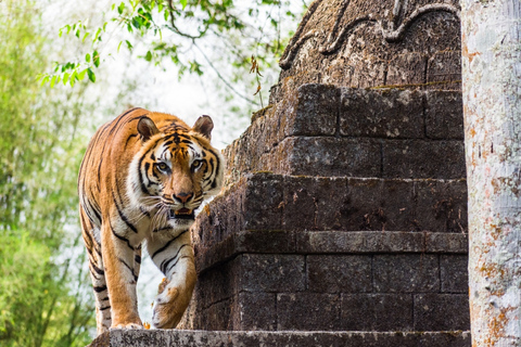 Da Giakarta: Safari Park, piantagione di tè e cascata Jaksa