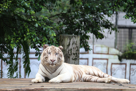 Von Jakarta aus: Safari Park & Puncak HochlandTagestour