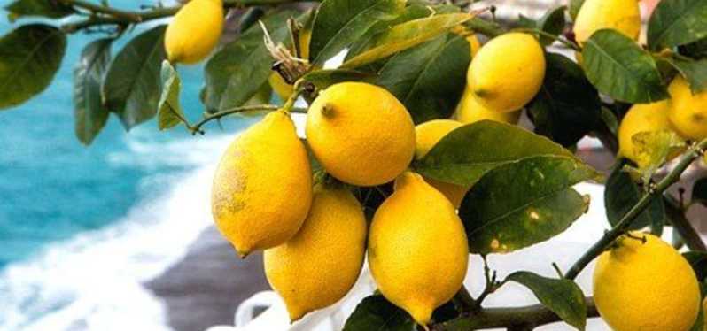 Maiori: Path of Lemons Immersive Walking Tour with Tasting