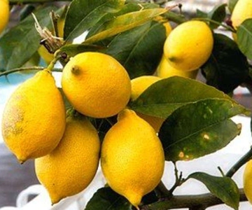 Maiori: Amalfi Coast Path of Lemons Day Trip with Tastings