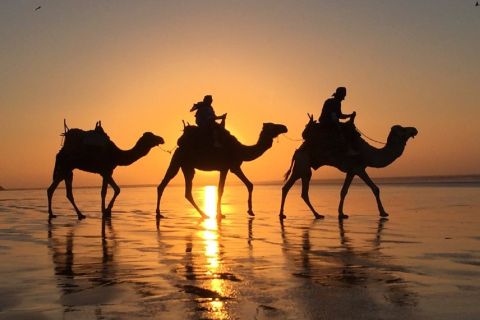 From Agadir: Sunset Camel Ride with BBQ Dinner and Transfer