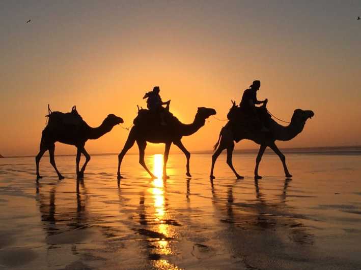 Vanuit Agadir: kameelrit bij zonsondergang met barbecuediner en transfer