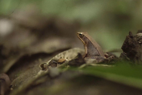 From Guanacaste: Rio Celeste, Sloth Sanctuary & Waterfall