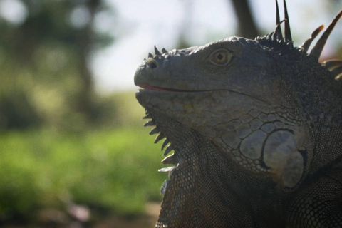 From Guanacaste: Rio Celeste, Sloth Sanctuary & Waterfall