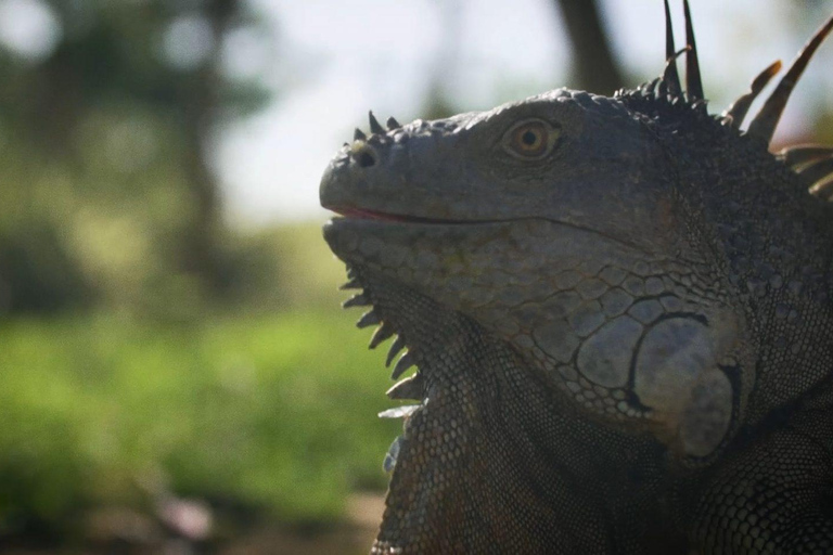 From Guanacaste: Rio Celeste, Sloth Sanctuary & Waterfall