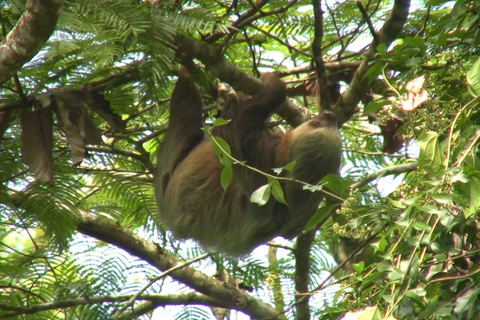 From Guanacaste: Rio Celeste, Sloth Sanctuary & Waterfall