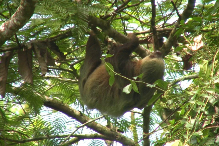 From Guanacaste: Rio Celeste, Sloth Sanctuary & Waterfall