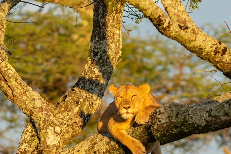 Arusha: Aventura por la vida salvaje en el Serengeti y el cráter del Ngorongoro
