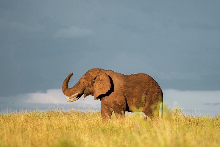 Arusha : Aventure animalière dans le Serengeti et le cratère du Ngorongoro