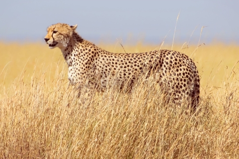 Arusha : Aventure animalière dans le Serengeti et le cratère du Ngorongoro