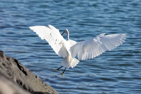 Expedição Marinha de Observação de Aves dos Açores