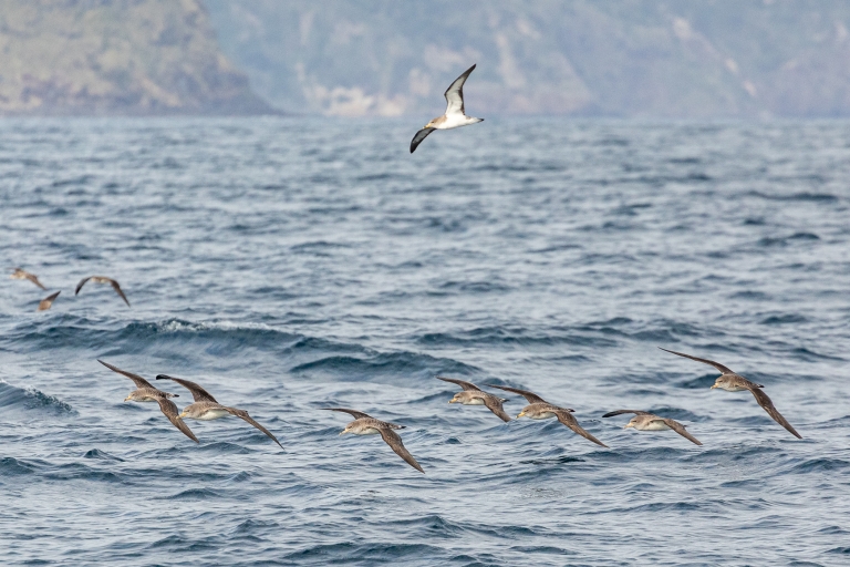 Azoren: Expeditie voor zeevogels kijken