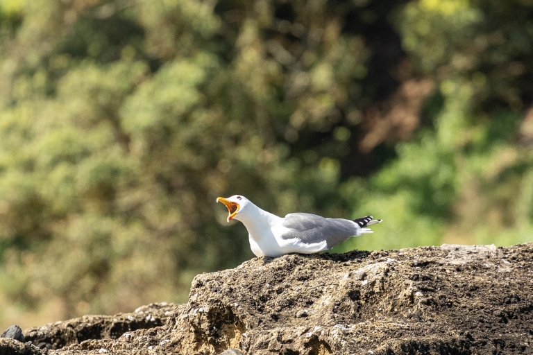 Azores: expedición de observación de aves marinas
