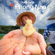 Phong Nha: Visit The Duck Stop & Become a Duck Leader Phong Nha: Visit The Duck Stop & Become a Duck Leader