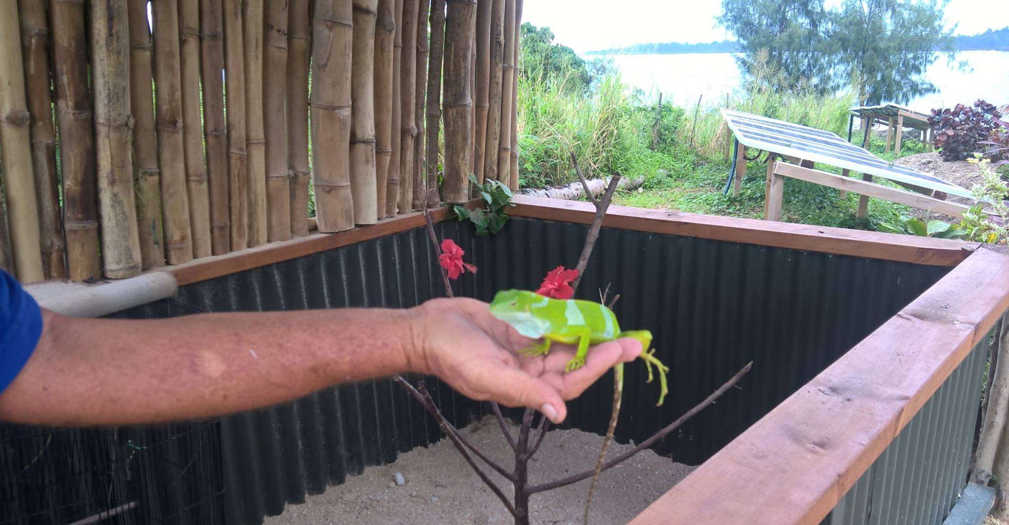 Tour de Port Vila, Laguna Azul y Tortugas Bebés con Almuerzo de Barbacoa - Hizvo