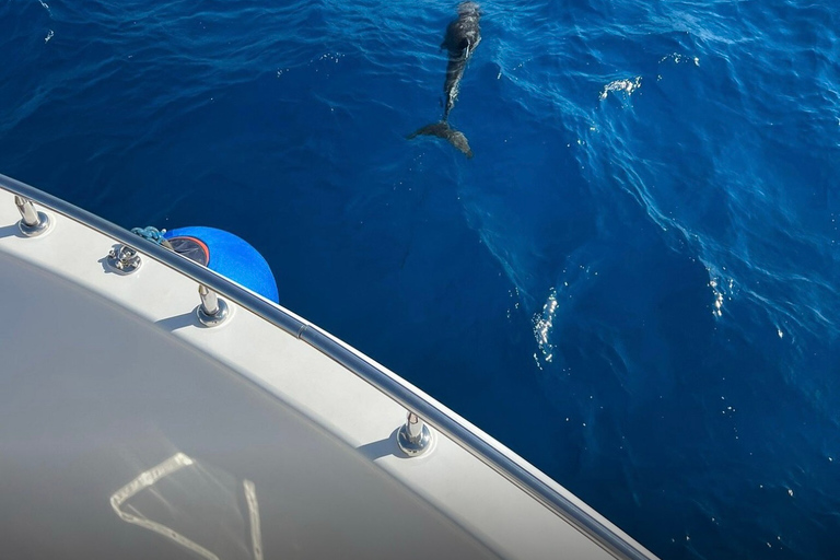 Marsa Alam: snorkeling VIP nella baia delle tartarughe d&#039;élite con pranzo barbecueCrociera per famiglie Elite vip &quot;Adulti e bambini&quot;