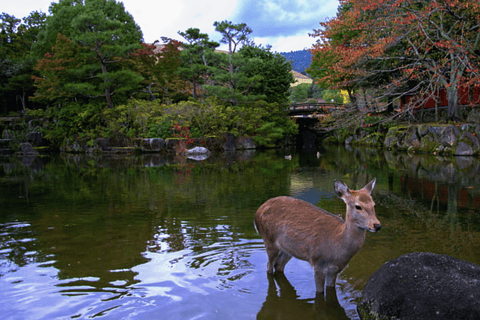 Von Osaka: 10-stündige private Tour nach NaraAb Osaka: 10-stündige Customize Tour nur mit Fahrer