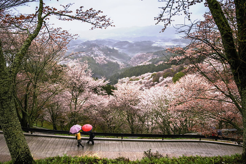 Von Osaka: 10-stündige private Tour nach NaraAb Osaka: 10-stündige Customize Tour nur mit Fahrer