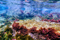 Tarifa, geführte Schnorcheltour im Naturpark Strait - Hizvo