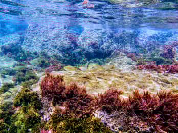 Tarifa : visite guidée du parc naturel du détroit avec plongée en apnée