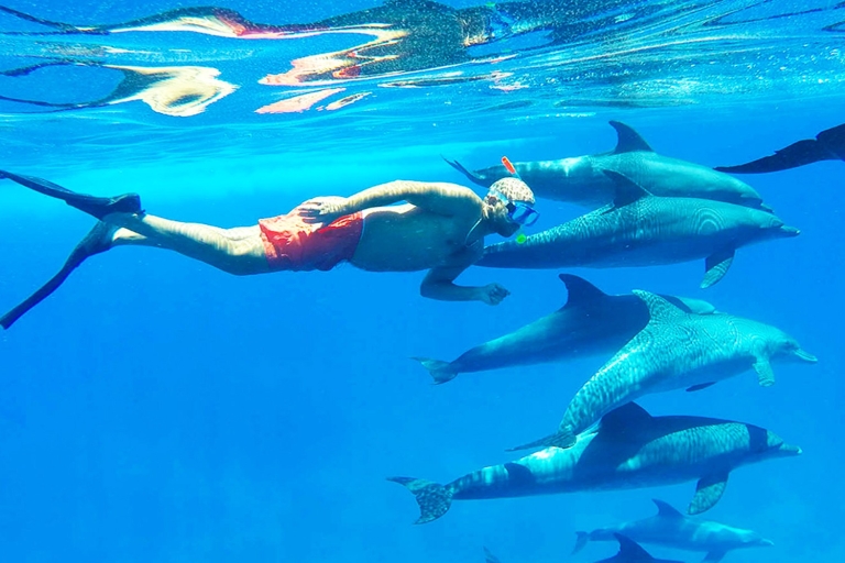Hurghada : Visite des dauphins et plongée avec masque et tuba avec visite de la ville et déjeuner