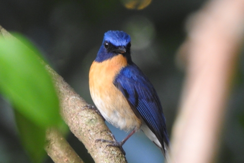 Jednodniowa wycieczka z obserwacją ptaków — odbiór i odbiór z hoteluOpcja standardowa