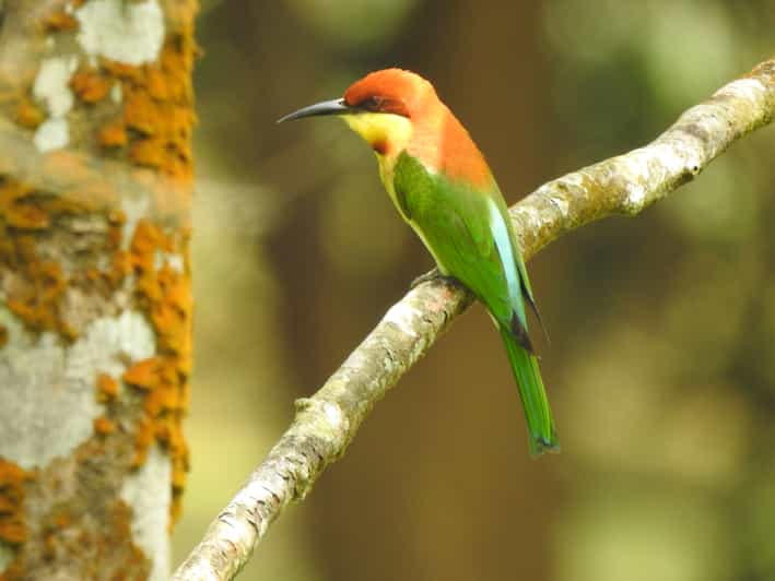 Bird watching day tour - Pick up and drop from the Hotel