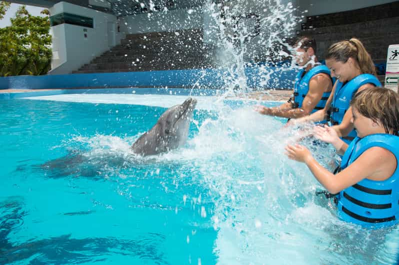 Nager Avec Les Dauphins Premium Interactive Aquarium Cancun Getyourguide 