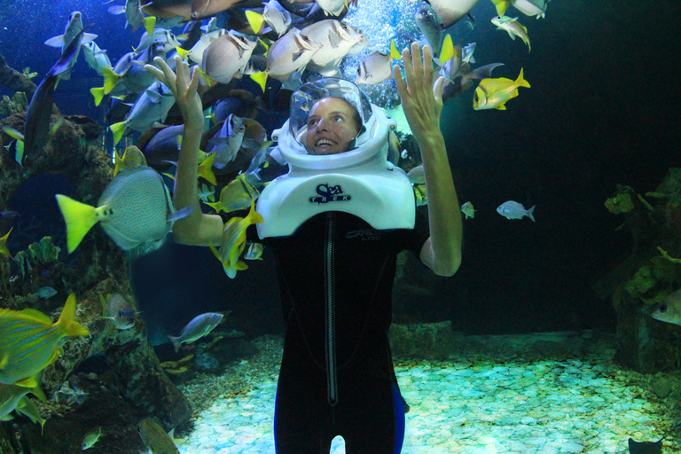 Cancun: Interaktywne akwarium - popływaj z delfinami Premium