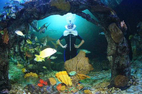 Cancun: Interaktywne akwarium - popływaj z delfinami Premium