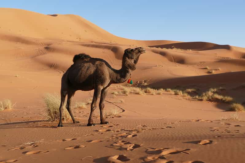 Au départ de Marrakech Circuit de 3 jours dans le désert de Marrakech