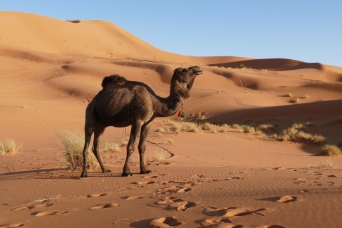Von Marrakech aus: Marrakesch nach Merzouga 3-tägige Wüstentouren